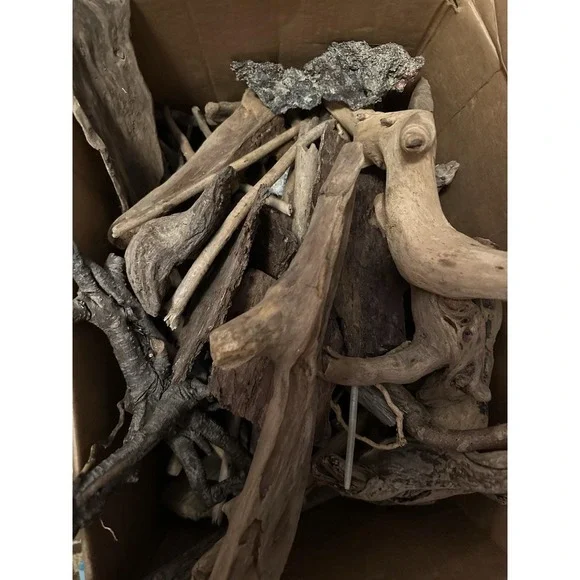 Driftwood 42# Lotaquarium terrarium beach decor‎ taxidermy Hermit Crabs +++
